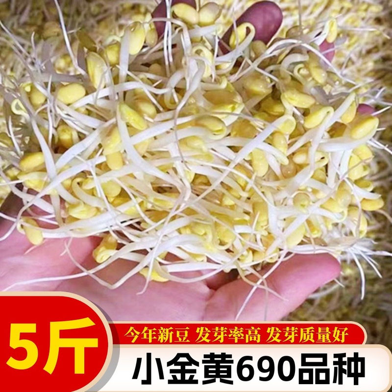 新豆発もやし専用小大豆非遺伝子組換え690小金黄真珠粒発もやし納豆打豆乳|undefined
