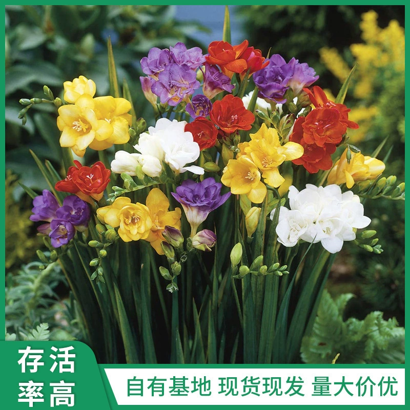 Xiangxuelan ball freesia электронная коммерция оптом поколение комнатных и уличных цветов в горшках, которые легко выращивать многолетние