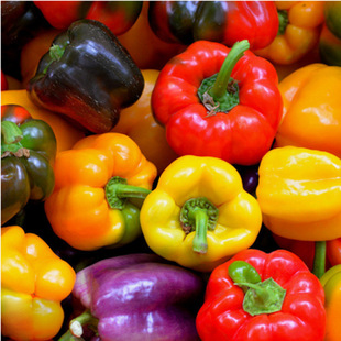 Potted Ornamental Pepper Seeds, Upward-Facing Colorful Pepper Edible Bell Pepper Seeds, Sowing in All Seasons, Easy-To-Live Balcony Potted Plants
