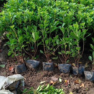 ë�� ���N �����N �������� ���Ի���ֱ�N Ʒ�NҎ���Rȫ ë��