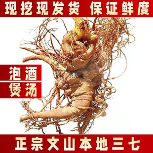 严/选云南文山新鲜三七新鲜田七生三七根活三七苗新鲜三七泡酒煲-阿里巴巴