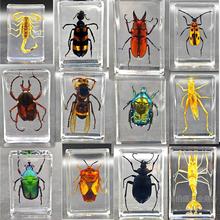 �挍���x�˱�͸����֬֩��ϐ������˱��̌W�^�����x�˱����x�[��