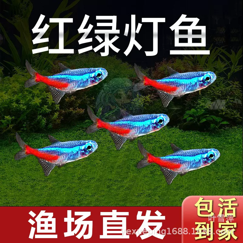红绿灯鱼活体灯科小型鱼群游水族草缸淡水热带观赏鱼渔场批发直销