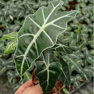 Base Direct Sales 90 # Big Fairy Tropical Small Potted Flower Potted Foliage Plant African Mask