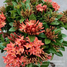 С�~�������ر����^��ֲ�����Թ��@���^�G��ֲ��