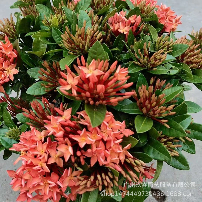 Маленький лист Дракон лодка цветок почвопокровные саженцы Цветочные растения горшечный парк пейзаж озеленение растений