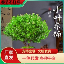 һ�����lС�~����辰�Ϙ���z�ľ���ԾGֲ�҃��k���ҾGֲ���ļ�