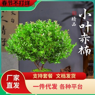 һ�����lС�~����辰�Ϙ���z�ľ���ԾGֲ�҃��k���ҾGֲ���ļ�