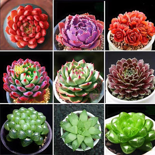 The Base Produces and Sells Succulent Plants Wholesale Small Succulent Flower Combination Potted Succulent Plants Lithops Yulu