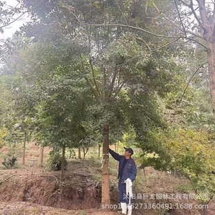 Nursery Greening Project Seedlings Triangular Maple Saplings Specifications Triangular Maple 8-10-12-15- 18-28cm