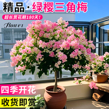 Gt÷ԎļϘ_ذش̖ٸl