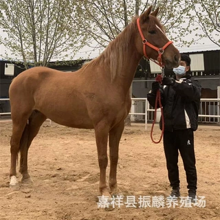 出售娱乐场所用马 纯血马半血马跑马赛马马匹个人骑乘马