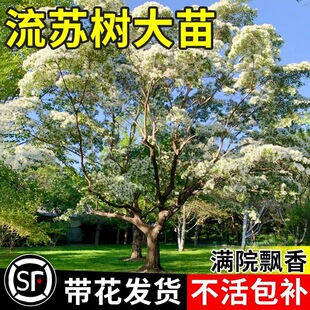 ���K��������ѩ���Լ޽ӹ𻨘�ͥԺ�������K���͸����L����ͥԺ