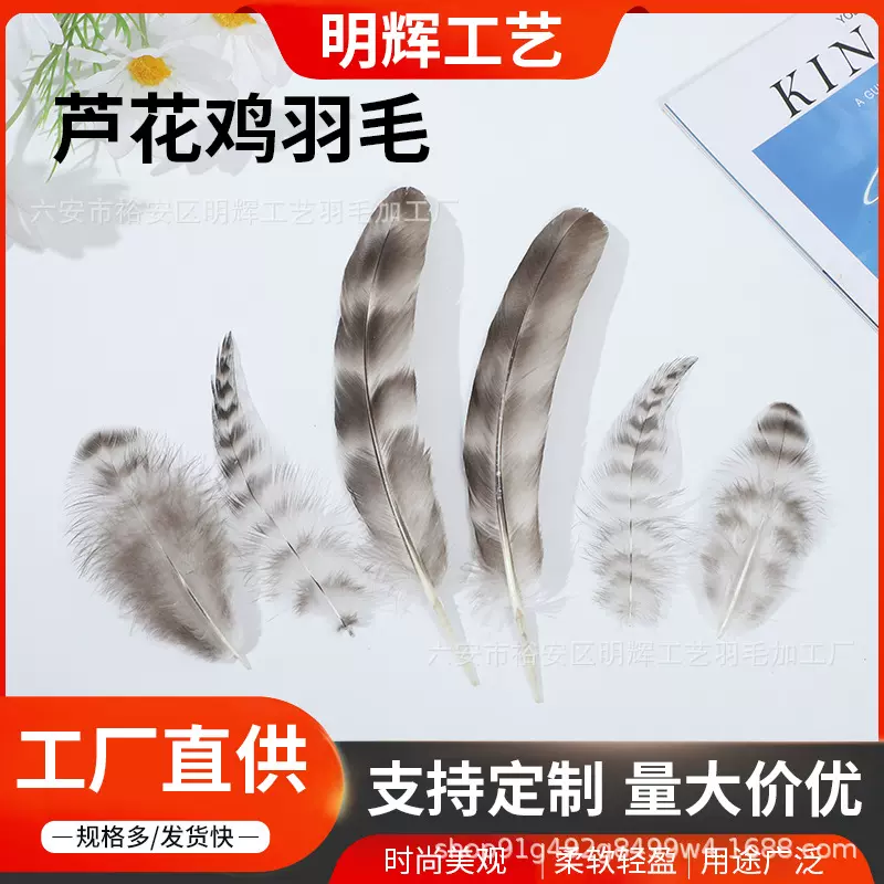 芦花鸡毛羽毛13-20公分花纹羽毛工艺品野鸡毛天然色羽毛