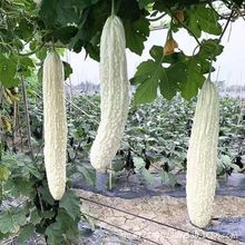 �����ϷN���L�׿�����̨���ϷN�Ӵ��ﶬ���ļ������߲˷N��