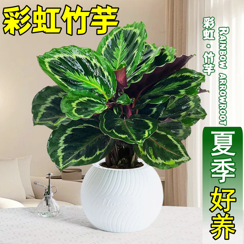 Rainbow Calathea Potted Hydroponic Peacock Calathea Colorful Leaf Green Plant Flower Indoor Summer Formaldehyde Removal Easy to Maintain Rainbow Calathea Potted Hydroponic Peacock Calathea Colorful Leaf Green Plant Flower Indoor Summer Formaldehyde Removal Easy to Maintain