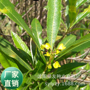 ���l߅�»���ľ ܇ɣ��ľ���iʺ���̻��໨ľ�m�o���ͺ��N��