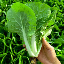 �ļ�С�ײ�С��˷N�ӾGɫ�~�˿���߲˷N���r�Ҳˈ@�N�ӏS��ֱ�N