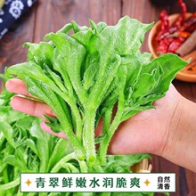 山东新鲜冰菜冰草农家凉拌蔬菜火锅食材即食生吃沙拉菜冰叶直发