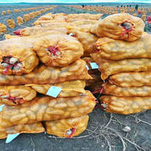 各种型号土豆塑料编织网袋透明袋45-80/50-80网袋子编织袋装土豆