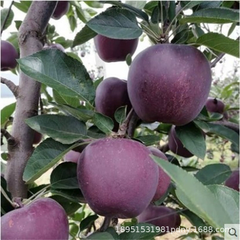 Black Diamond Подращивание рассады Apple Черная карта Рассада Яблоко Холодостойкий бассейн Посадка Северный Южный двор Посадка Текущий год Результаты текущего года