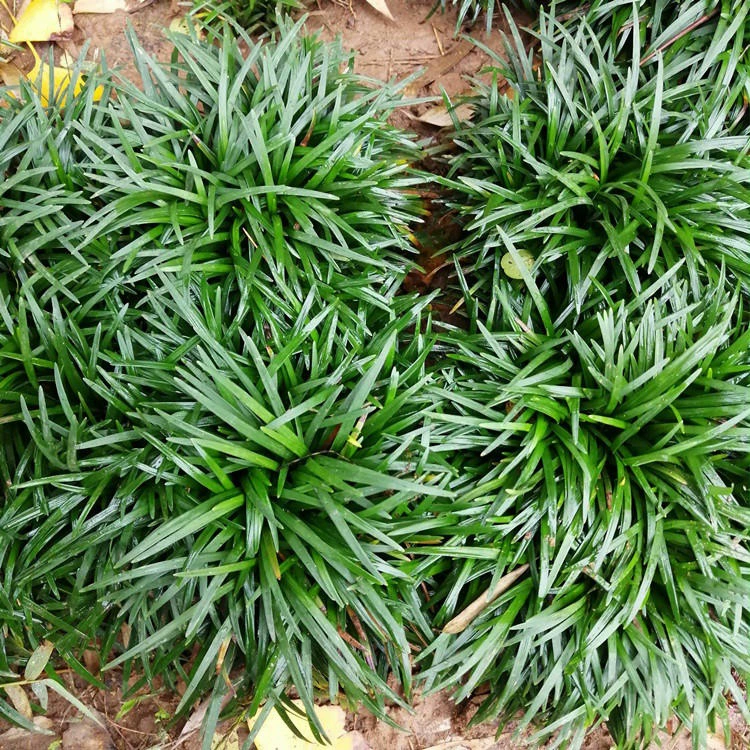 Японский гном Ophiopogon japonicus, морозостойкий вилла, двор, сад, ландшафтный дизайн, газонное растение с почвой, рассада Ophiopogon japonicus, трава Юлонг