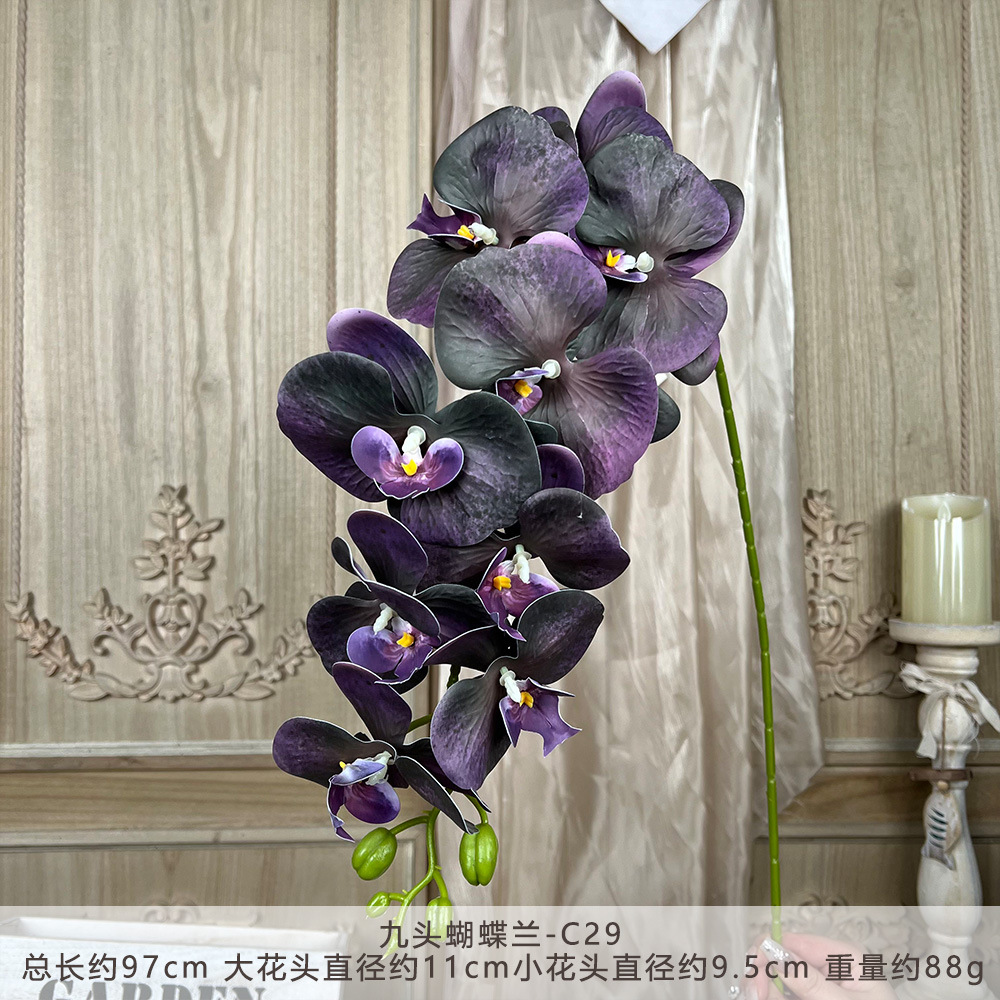 LCXH-나인헤드 호접란-C29