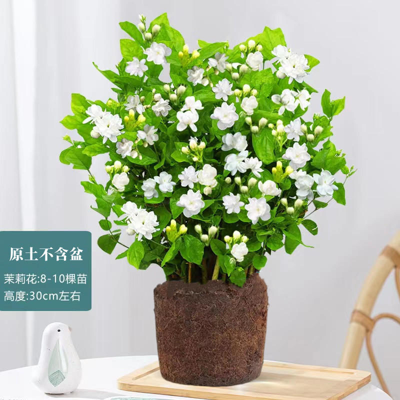 [great value] 10 selected jasmine seedlings (original soil) with free nutritional fertilizer