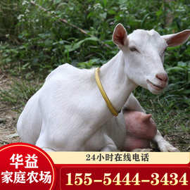 河南成年奶山羊价格 养羊场供应各个月龄段奶山羊一只