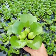 水葫芦浮萍水生植物养鱼养龟鱼缸造景净化水质鱼塘水草种子水芙蓉