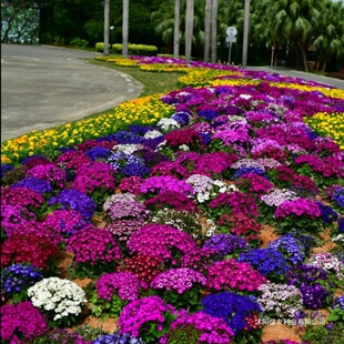 �M�ڹ��~�շN��ͥԺ�����ļ����N�_���̨�҃Ȼ����׻��m�ϴ��ﻨ