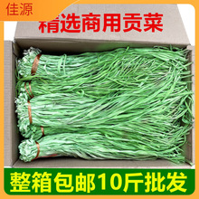 精选商用贡菜带箱10斤新货苔干苔菜农家土特产脱水蔬菜菜火锅饭店