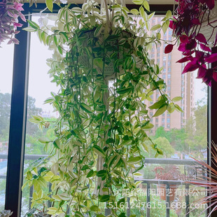 ������ͮ����mˮ���������˺��B���҃��̨�Gֲ���m���Ի���ֲ��