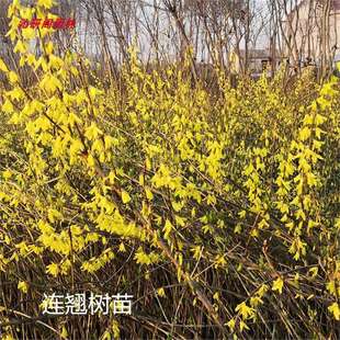 ӭ�������^�p�B�N����  ͥԺ������Ԯ�������� �ͺ� �G������Sܰ