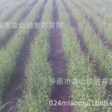 白榆树苗木榆树小苗白榆家榆1-20公分丛生榆钱树园林绿化行道树苗