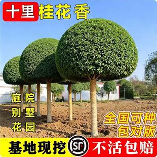 �ļ��𻨘����������ش��Ϙ�����ļ��_���������F����ͥԺ����