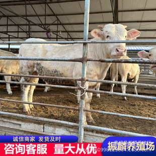 �����Sţ�Bֳ�� Ʒ�N��ţ�� ��ľٝţ �����Rţ��ţ�Bֳ��