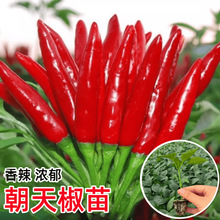 콷糬СӸ߮ąϷN߲