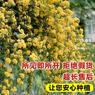 �Sľ�㻨������ֲ�ﻨ���ذ��ľ������Nޱ�̨ͥԺ�ļ��_������