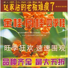 桂花树苗桂花苗金桂丹桂苗四季桂状元朱砂红血桂八月桂银桂花小苗