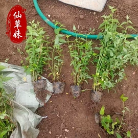 宿根花卉;一二年生花卉;灌木