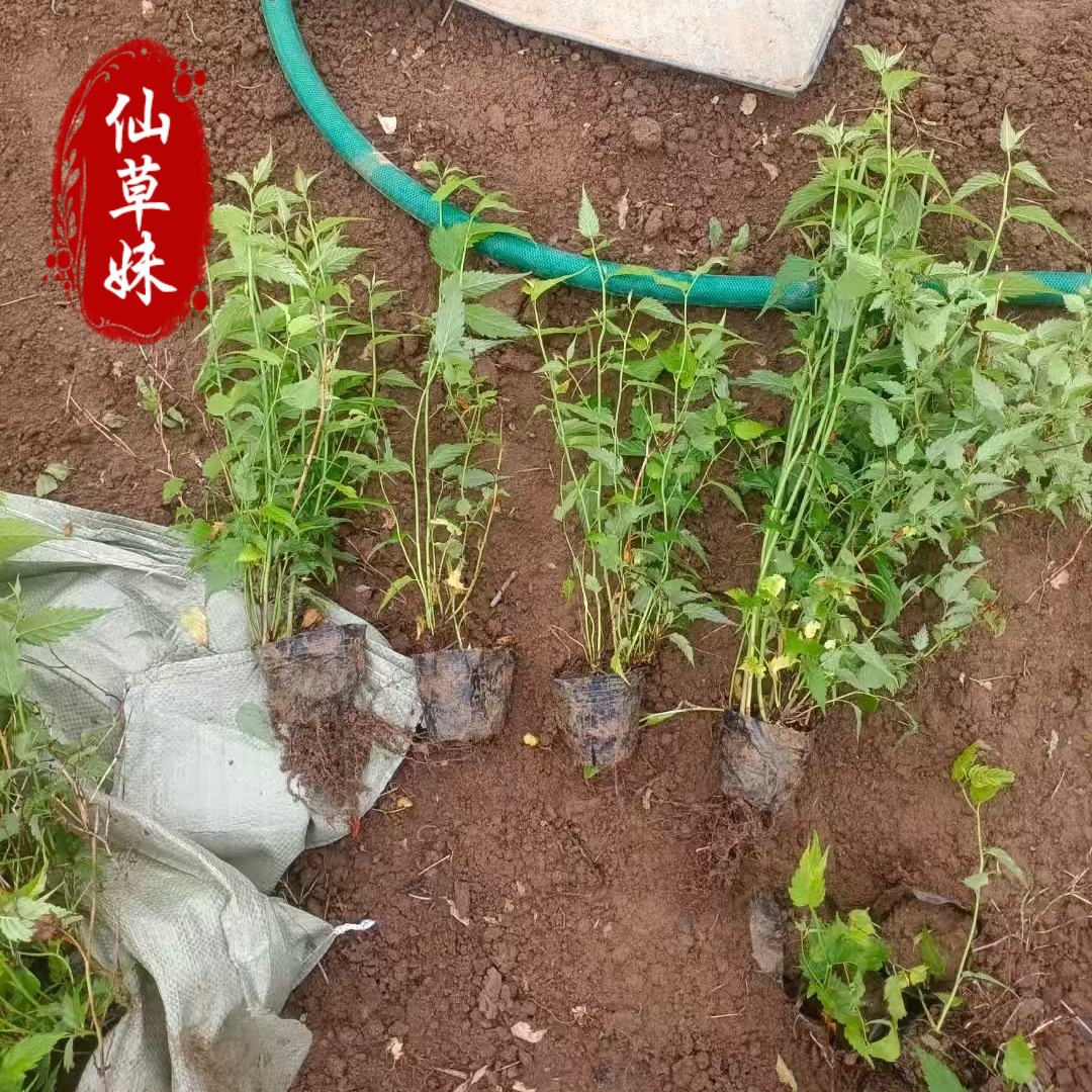 棣棠 丛生落叶小灌木 重瓣棣棠花杯苗爬藤类绿化灌木青州种植基地