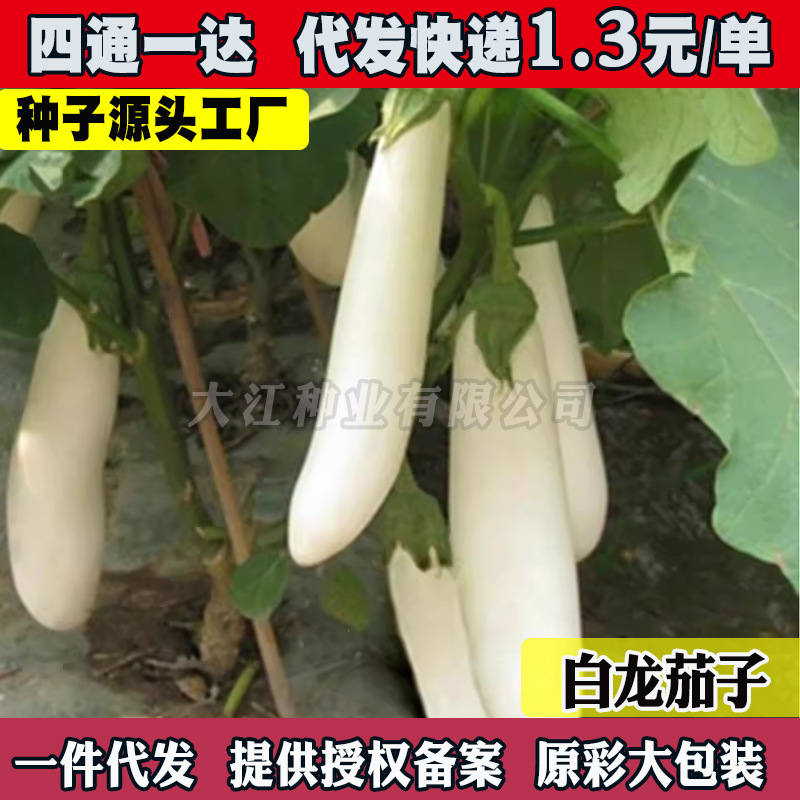 白天鹅长茄种子种苗白色茄子苗鸡蛋茄种籽绿柄特色茄子蔬菜种子春