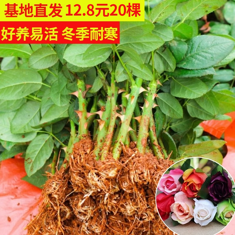 Саженцы балконных горшечных растений, легко живущие розовые саженцы с сильным ароматом, цветущие в любое время года, комнатные саженцы Юньнани 20 прямых волос