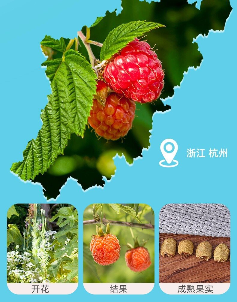 Wild Raspberry Dried Fruit Fu Pen Zi 500g Herbal Tea and Wine Ingredient key features