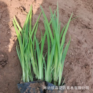 Aquatic Iris, Yellow Calamus Aquatic Plant, River Wetland Project Greening, Cold-Resistant High-Quality Flowers and Plants