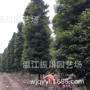 ���ش������۽�z� ��z�ľ�� ����С�~�E������ľ1-50 cm