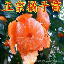 �F�ڼt�������٘������Ԑ���48̖�̽۹�����t�����c��ƽ�s��Ʒ�N