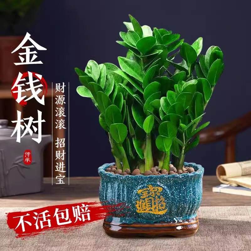 Money Tree Potted Plant for Living Room Prosperity, Indoor Formaldehyde-Removing Green Plant for Home and Office Desktop, Easy to Care for