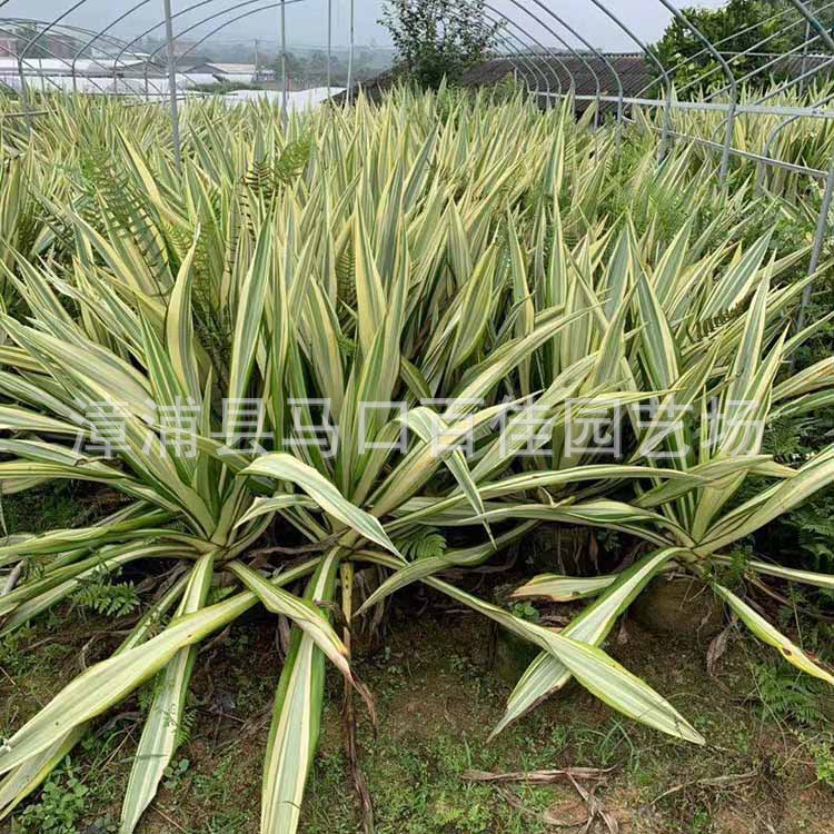 ������ (5).jpg